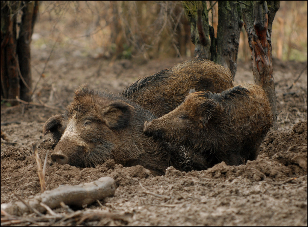 716 Dagonyazva Valkon