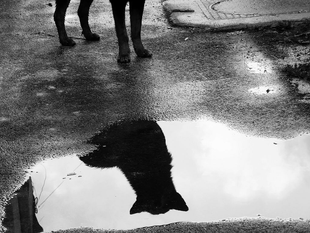 szatmari_kutyaportre