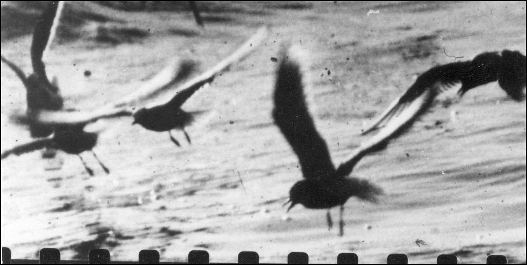 gaina_azsakmanyfolott