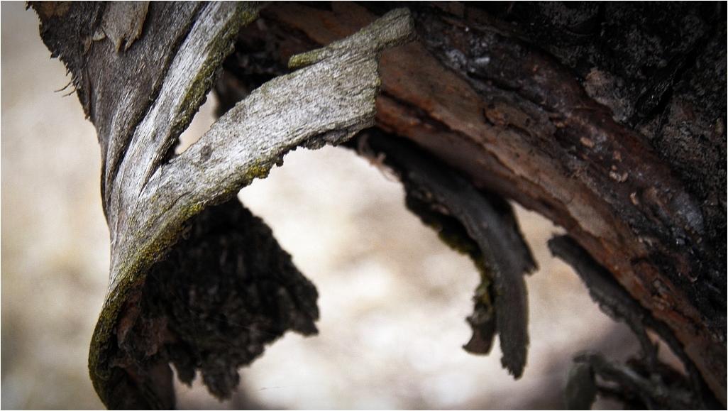 tortenelem-steigerwald